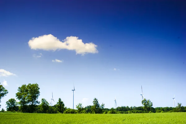 Een afbeelding van plant — Stockfoto