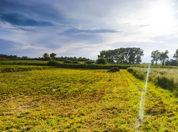 En bild av anläggningen — Stockfoto