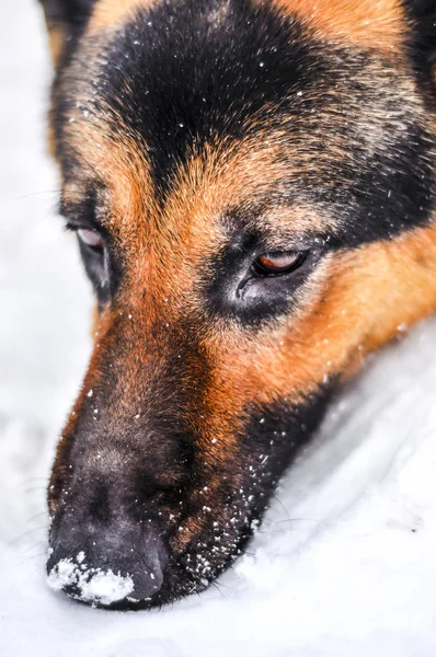 Dakloze hond — Stockfoto