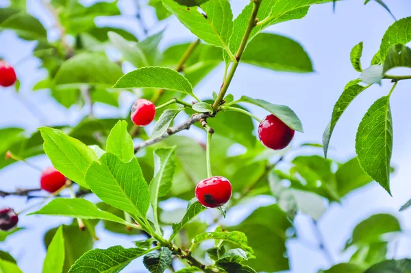 An image of plant — Stock Photo, Image