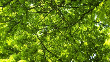 sabah yapraklara ile orman