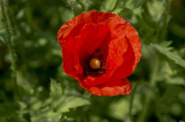 Kırmızı gelincik çiçeği