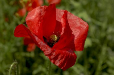 Kırmızı gelincik çiçeği