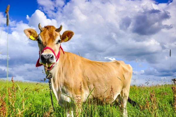 Jersey cow — Stock Photo, Image