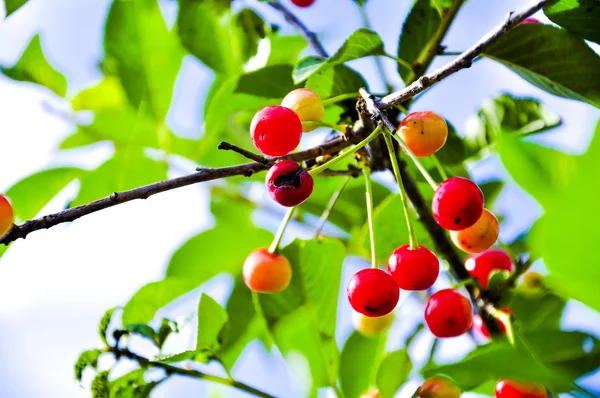 Red cherry fruits — Stock Photo, Image