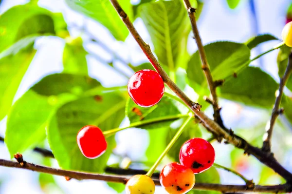 Red cherry fruits — Stock Photo, Image