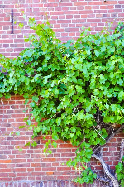 Winorośli na mur z cegły — Zdjęcie stockowe