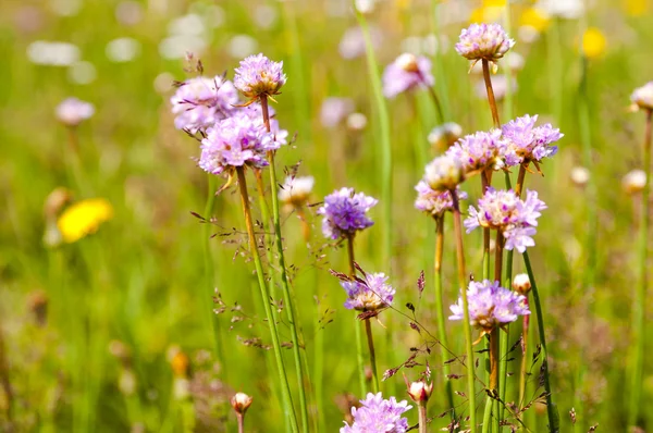 Violetta blommor på ängar — Stockfoto