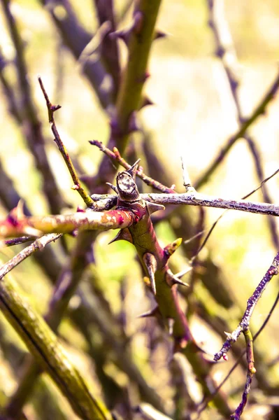 Une image de plante — Photo