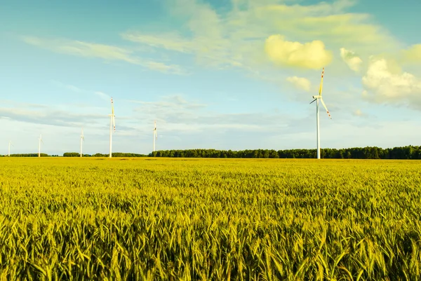 Een afbeelding van plant — Stockfoto