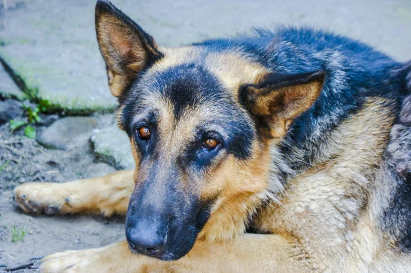 Hemlös hund — Stockfoto