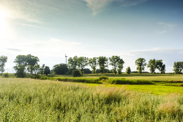 An image of plant — Stock Photo, Image