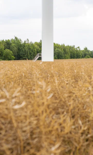 Verkrachting veld — Stockfoto