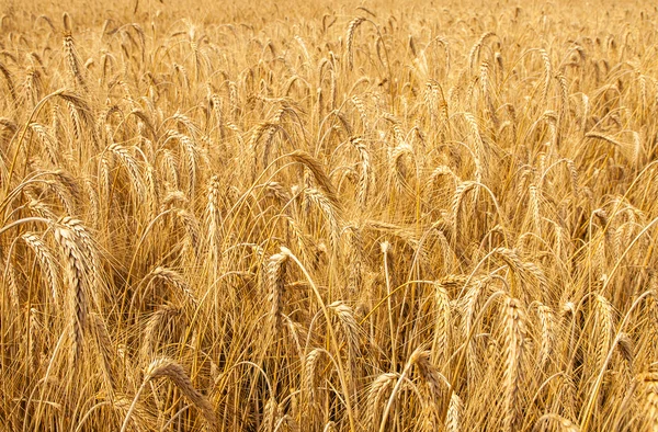 Mature wheat — Stock Photo, Image