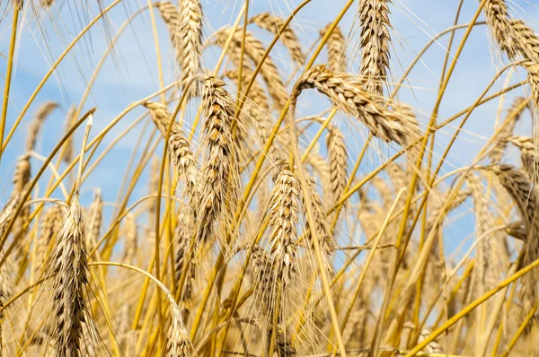 Mature wheat — Stock Photo, Image