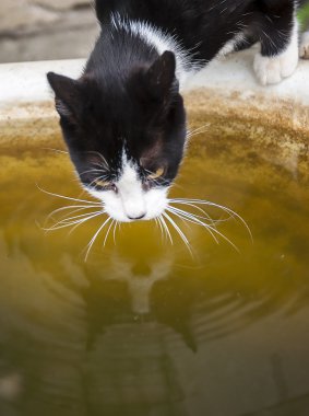 Siyah ve beyaz kedi içki kirli su