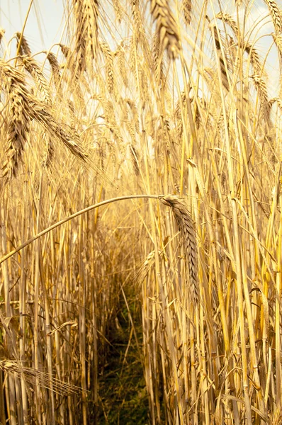 Mature wheat — Stock Photo, Image