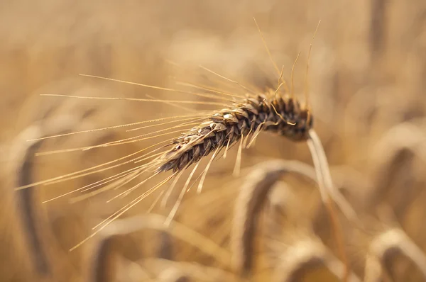Dojrzałej pszenicy — Zdjęcie stockowe