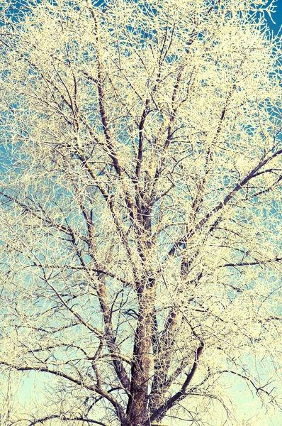 Baum im Winter von Schnee bedeckt — Stockfoto