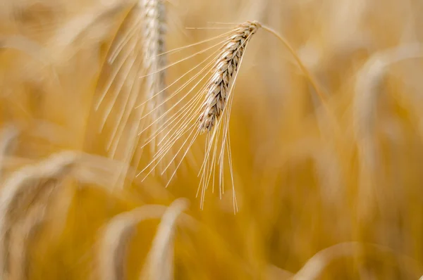 Mature wheat — Stock Photo, Image