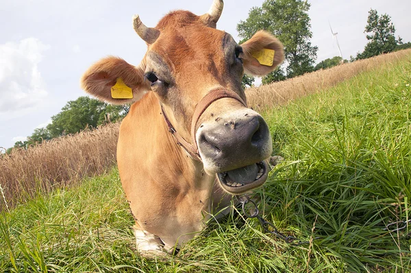 Jersey cow — Stock Photo, Image