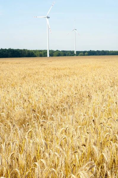 Зрілі пшениці — стокове фото