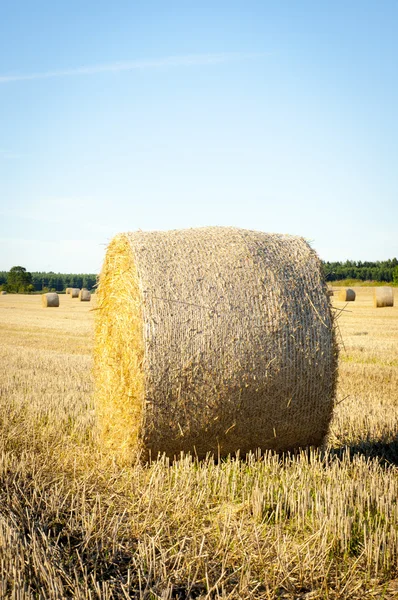 Balle di paglia — Foto Stock