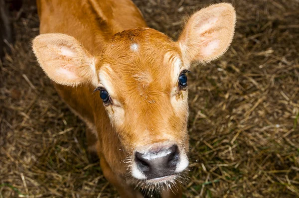 Jonge jersey stier — Stockfoto