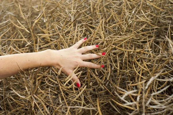 Hand over field — Stock Photo, Image