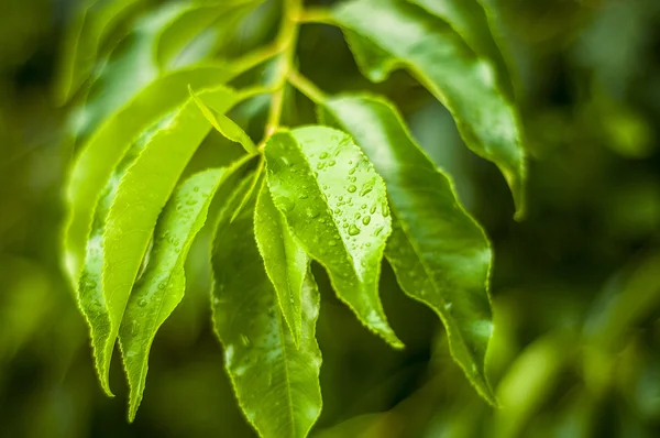 Gotas de água nas folhas — Fotografia de Stock