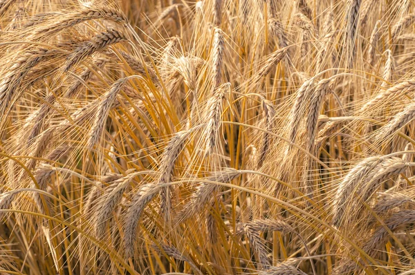 Mature wheat — Stock Photo, Image