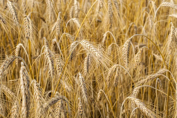 Mature wheat — Stock Photo, Image