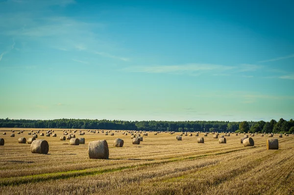 Balle di paglia — Foto Stock