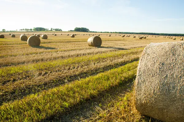 Balle di paglia — Foto Stock