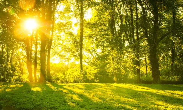 Bos in de ochtend met zonnestralen — Stockfoto