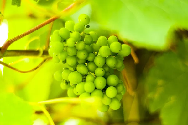 Grapevine — Stock Photo, Image