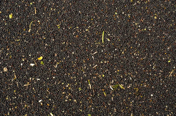 Nasiona rzepaku — Zdjęcie stockowe