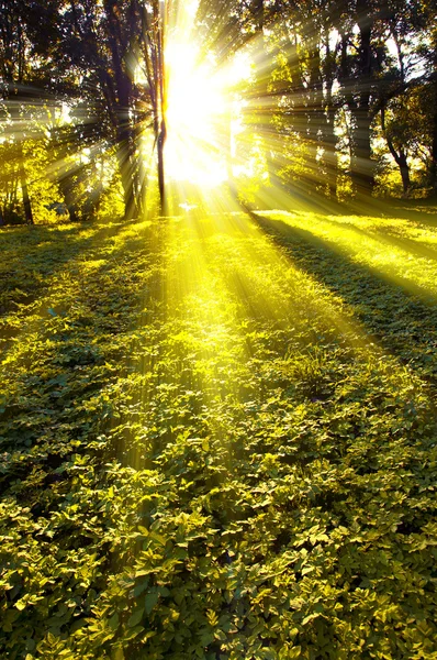 Ліс вранці з сонячними променями — стокове фото