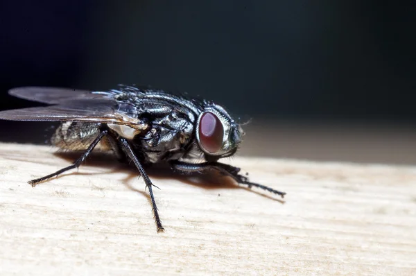 Makro eines Bugs — Stockfoto