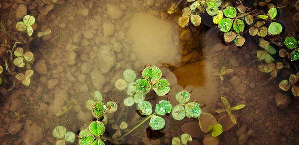 Flood — Stock Photo, Image