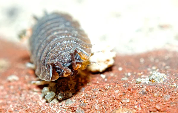 Macro van een bug — Stockfoto