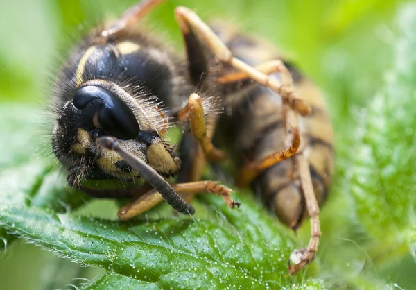 Makro en bugg — Stockfoto