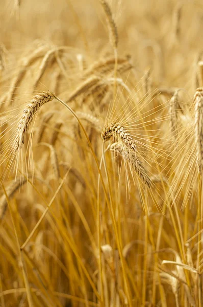 Зрелая пшеница — стоковое фото