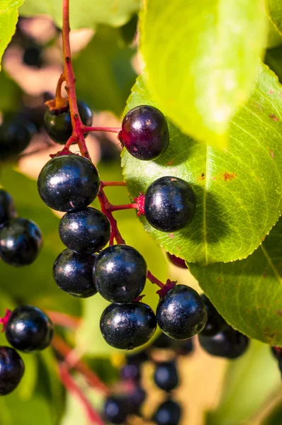 Aronia-Früchte — Stockfoto