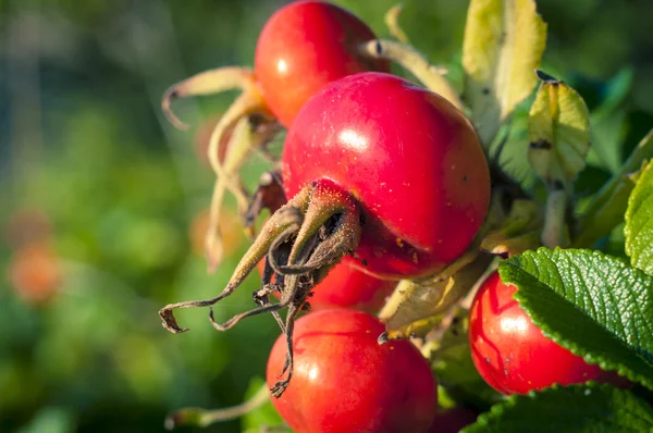 Rote reife Hüfte — Stockfoto