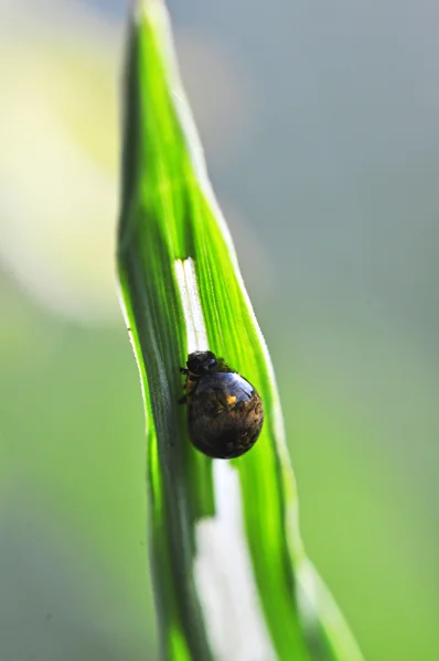 Macro di un bug — Foto Stock