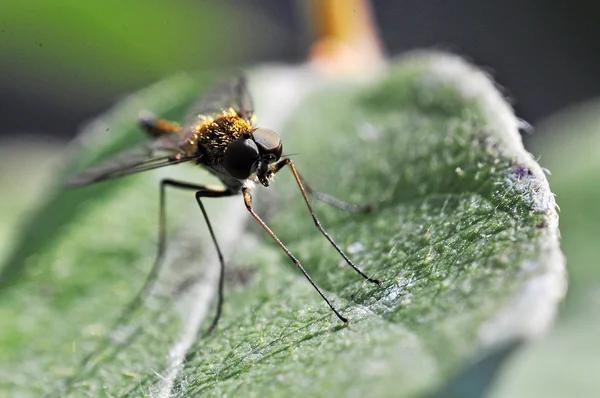 Makro eines Bugs — Stockfoto