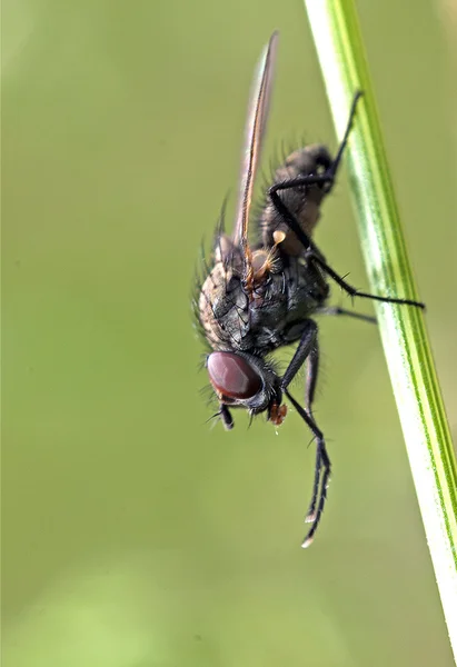 Makro en bugg — Stockfoto