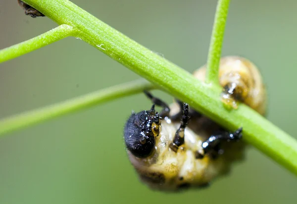 Makro en bugg — Stockfoto