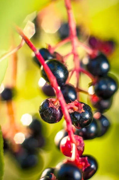Aronia owoce — Zdjęcie stockowe